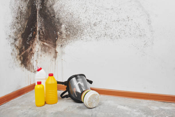 Best Crawl Space Mold Removal  in Stottville, NY