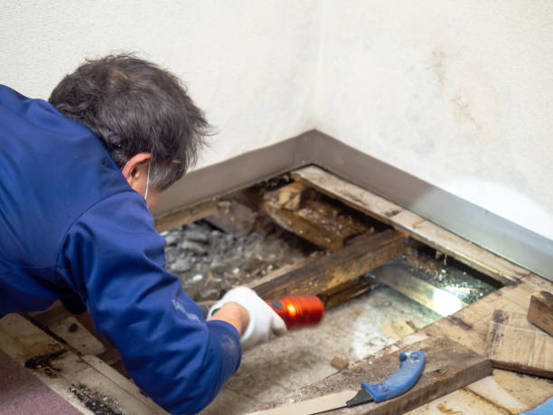 Best Attic Mold Removal  in Stottville, NY