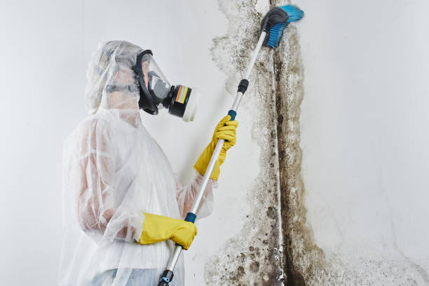Best Certified Mold Removal  in Stottville, NY