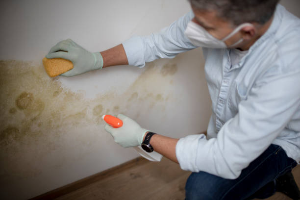 Best Certified Mold Removal  in Stottville, NY