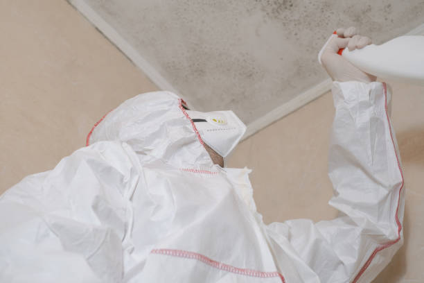 Best Mold Damage Repair  in Stottville, NY