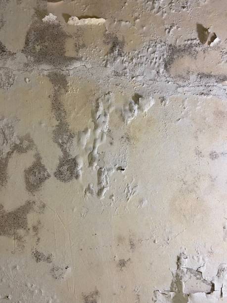 Best Toxic Mold Removal  in Stottville, NY