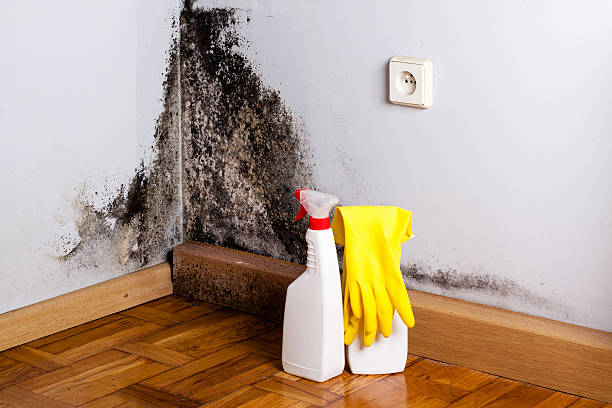 Mold Removal and Inspection in Stottville, NY