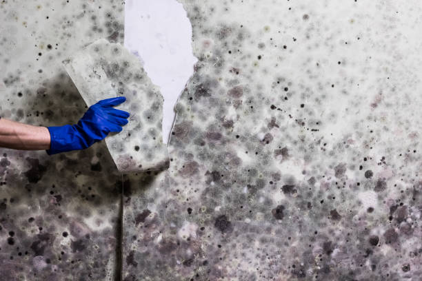 Best Mold Removal and Inspection  in Stottville, NY